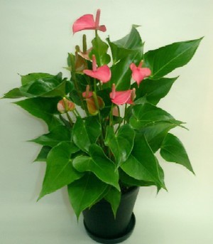 ansu-pink.jpg